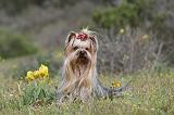 YORKSHIRE TERRIER 003